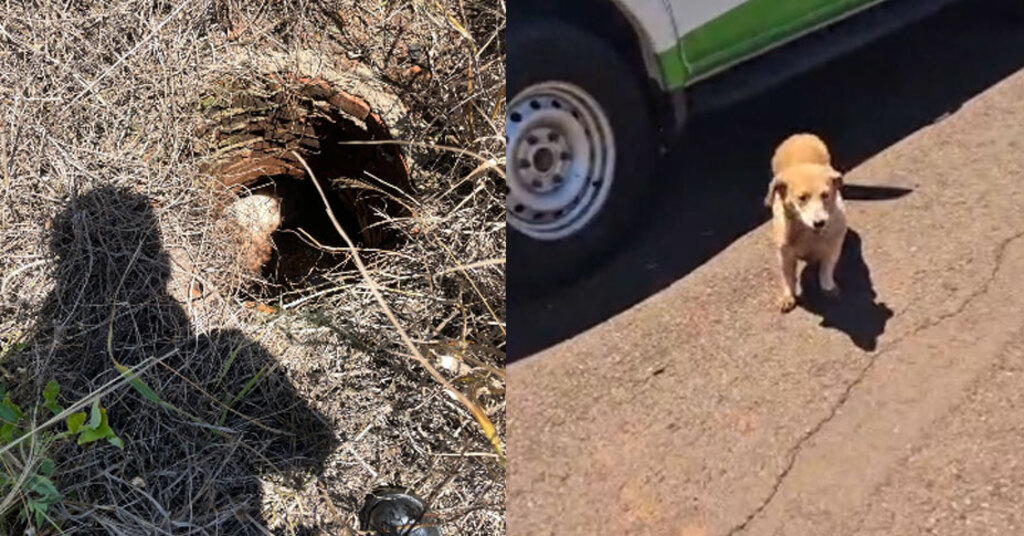 Defesa Civil resgata cachorro em galeria de esgoto em Igaraçu do Tietê (VÍDEO)