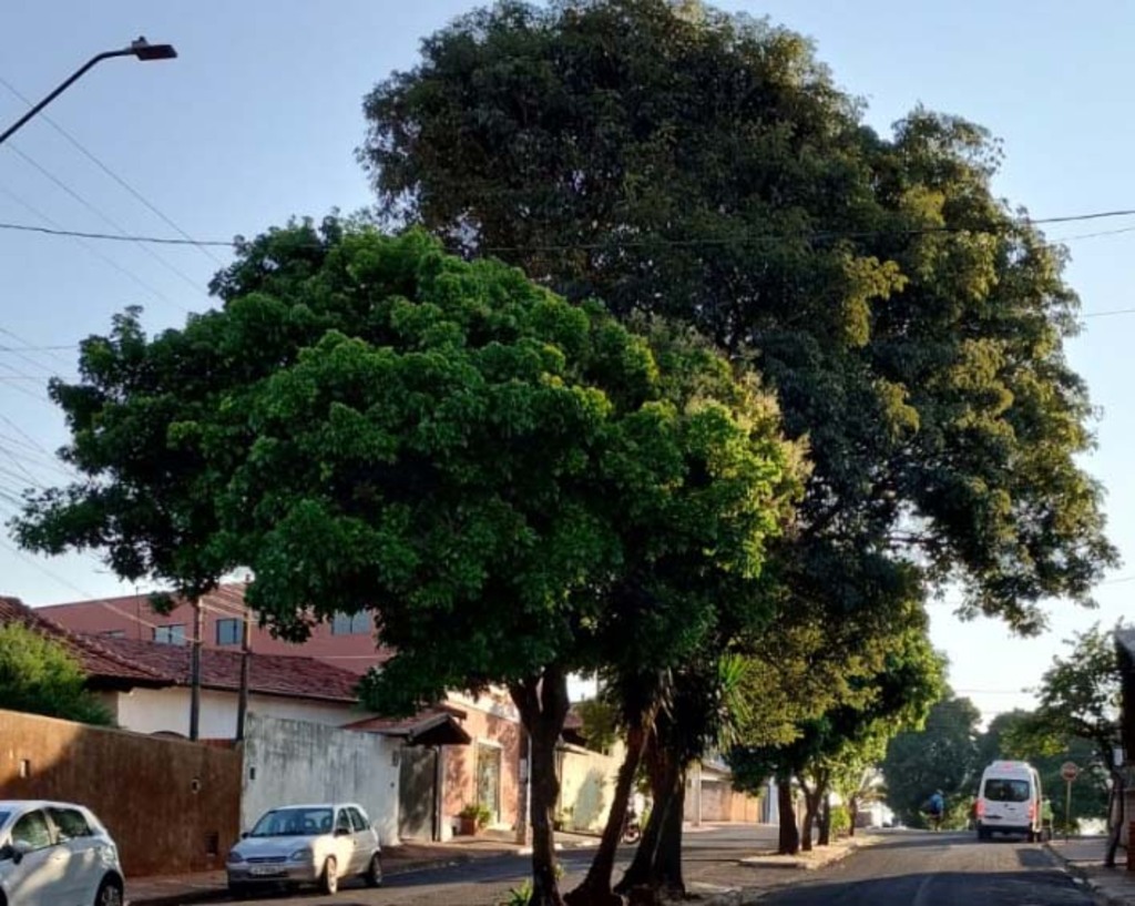 Projeto define prazo para poda e corte de árvores em Igaraçu