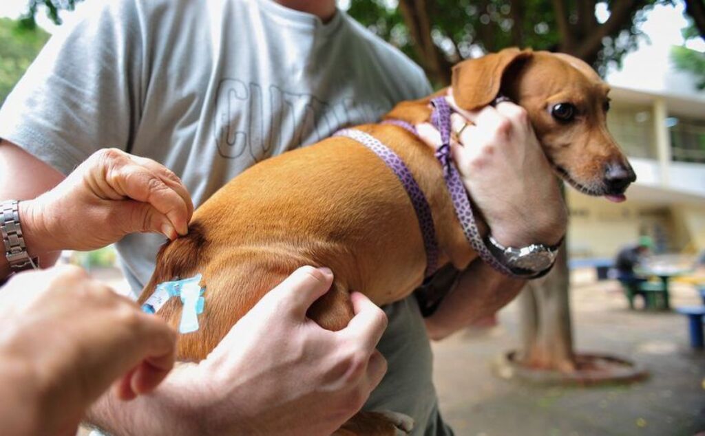 Cidades terão vacinação e castração gratuita de pets
